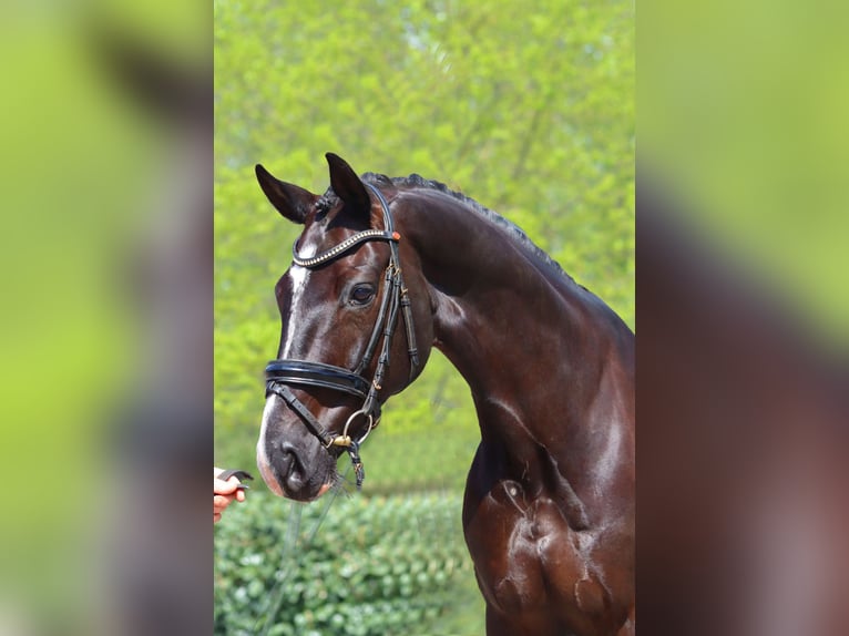 Hannover Castrone 7 Anni 170 cm Morello in Selsingen