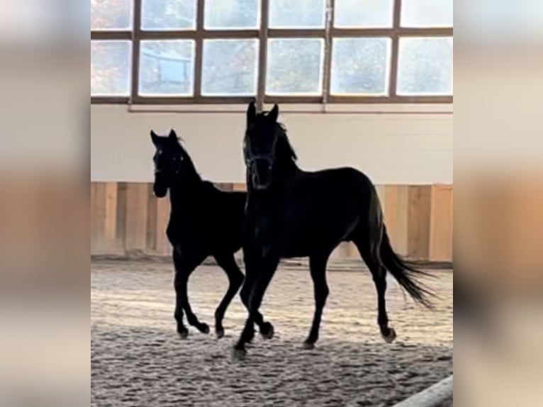 Hannover Castrone 7 Anni 170 cm Morello in Langerwehe