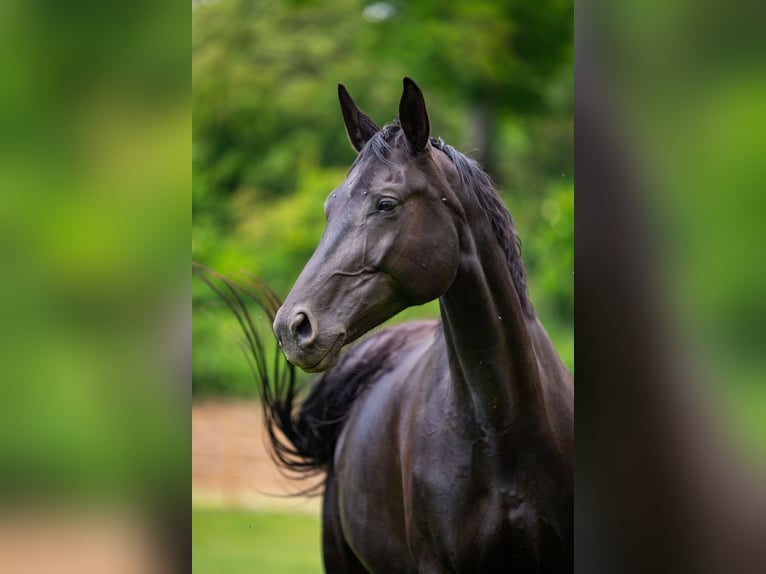 Hannover Castrone 7 Anni 170 cm Morello in Langerwehe