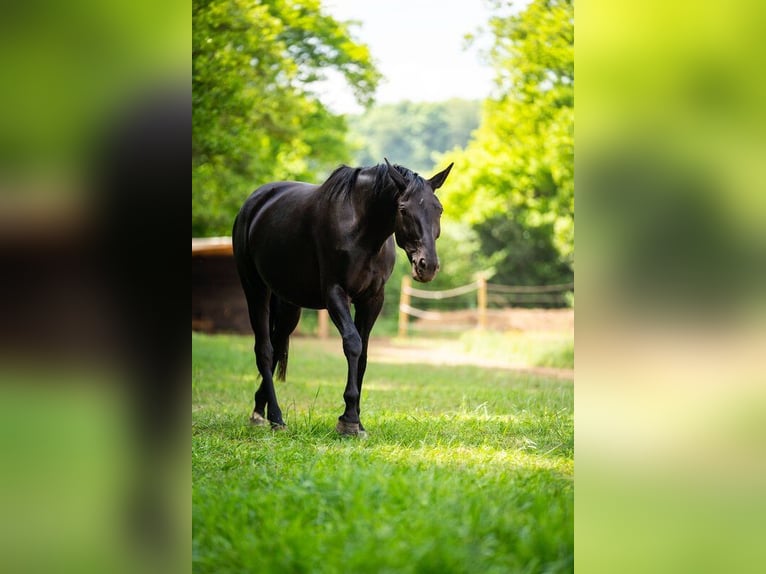 Hannover Castrone 7 Anni 170 cm Morello in Langerwehe