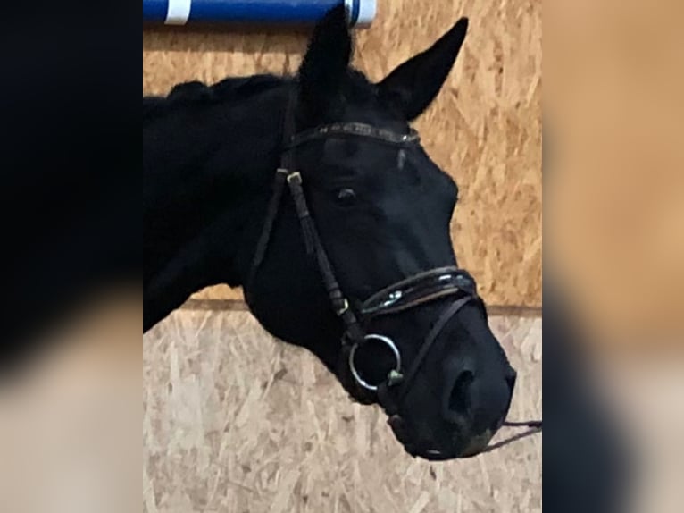 Hannover Castrone 7 Anni 170 cm Morello in Langerwehe