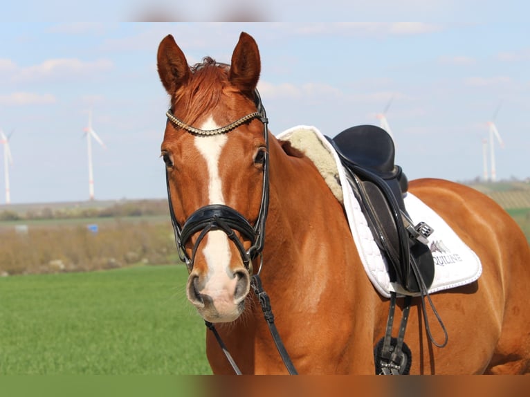 Hannover Castrone 7 Anni 170 cm Sauro in Albig