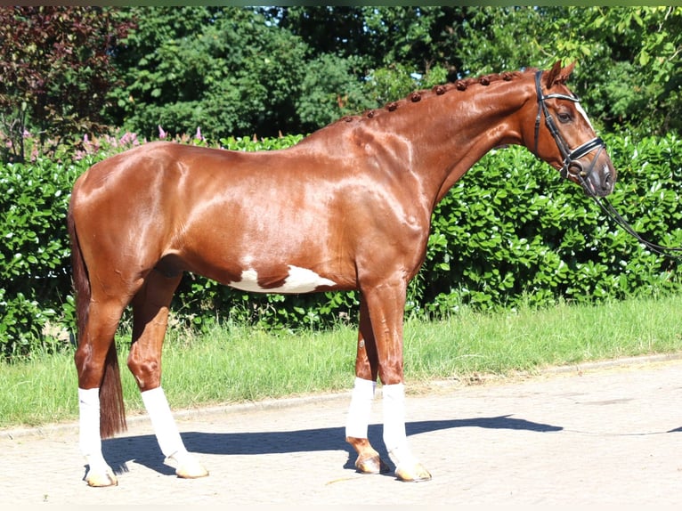 Hannover Castrone 7 Anni 170 cm Sauro in Selsingen