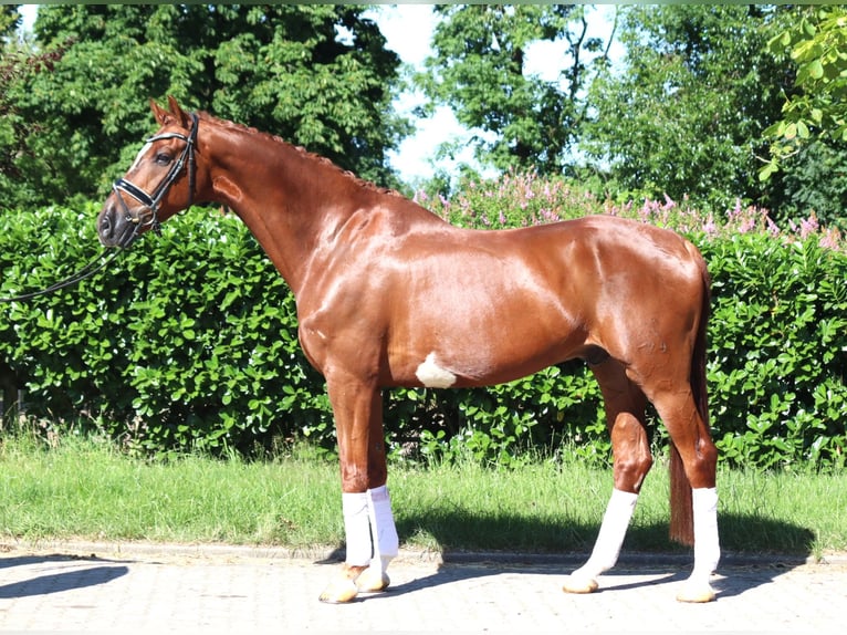Hannover Castrone 7 Anni 170 cm Sauro in Selsingen
