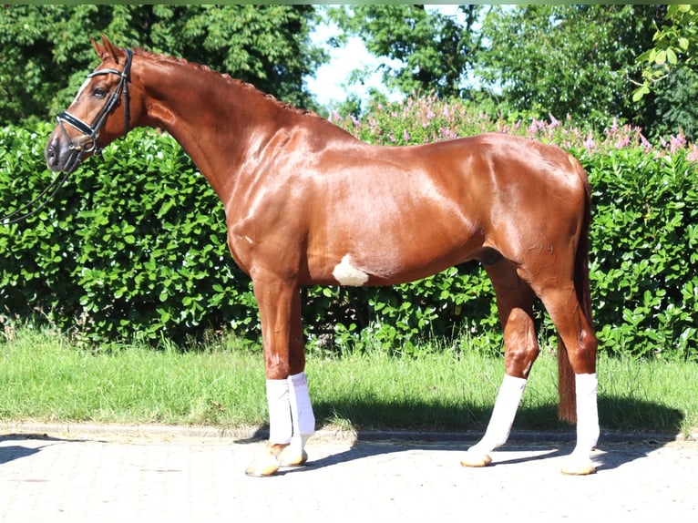 Hannover Castrone 7 Anni 170 cm Sauro in Selsingen