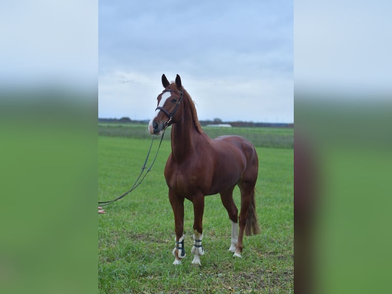 Hannover Castrone 7 Anni 170 cm Sauro in Geilenkirchen