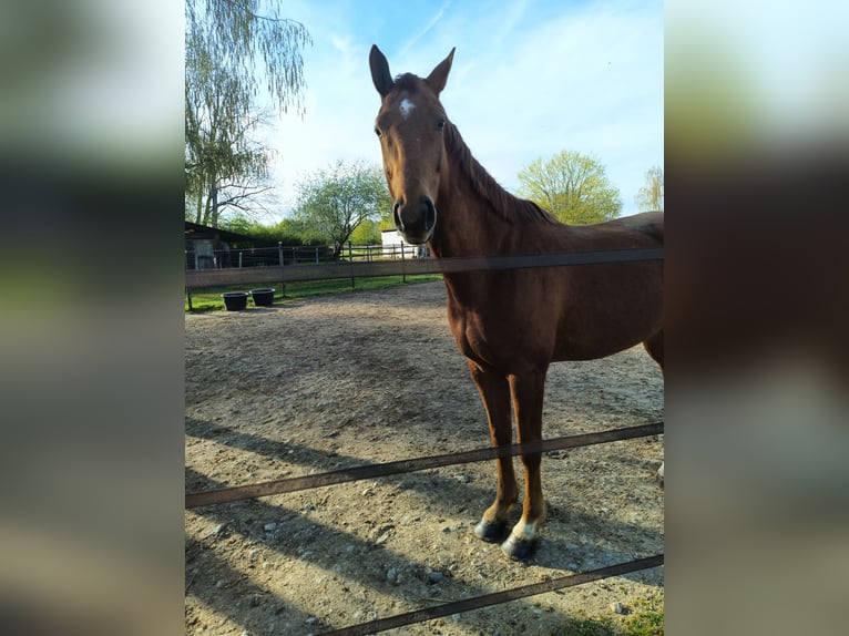 Hannover Castrone 7 Anni 170 cm Sauro in Jülich