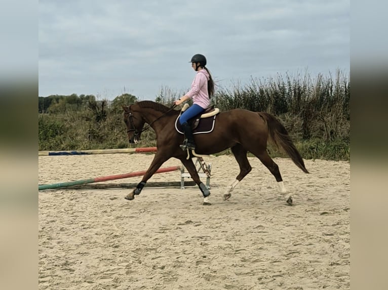 Hannover Castrone 7 Anni 170 cm Sauro ciliegia in Maisoncelles en brie