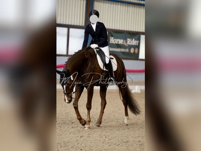 Hannover Castrone 7 Anni 170 cm Sauro scuro in Schaffhausen