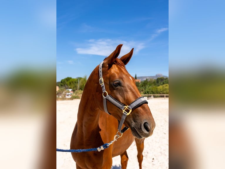Hannover Castrone 7 Anni 171 cm Sauro in Aubagne