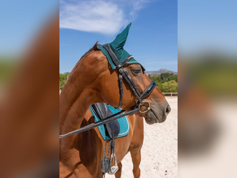 Hannover Castrone 7 Anni 171 cm Sauro in Aubagne