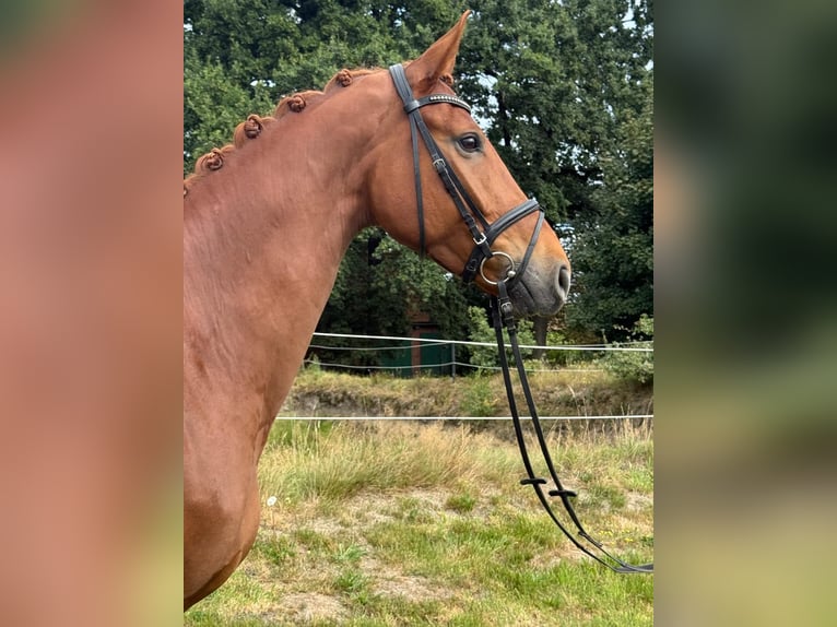 Hannover Castrone 7 Anni 171 cm Sauro in Bassum