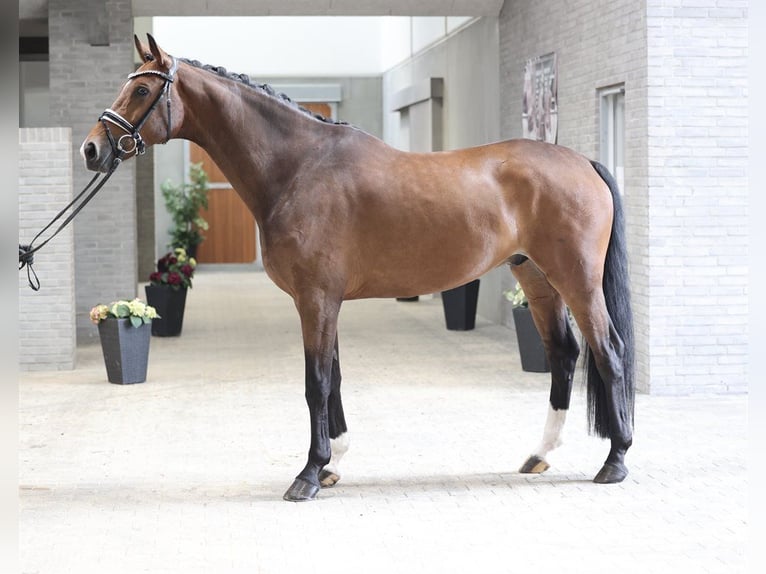 Hannover Castrone 7 Anni 172 cm Baio in Asperup