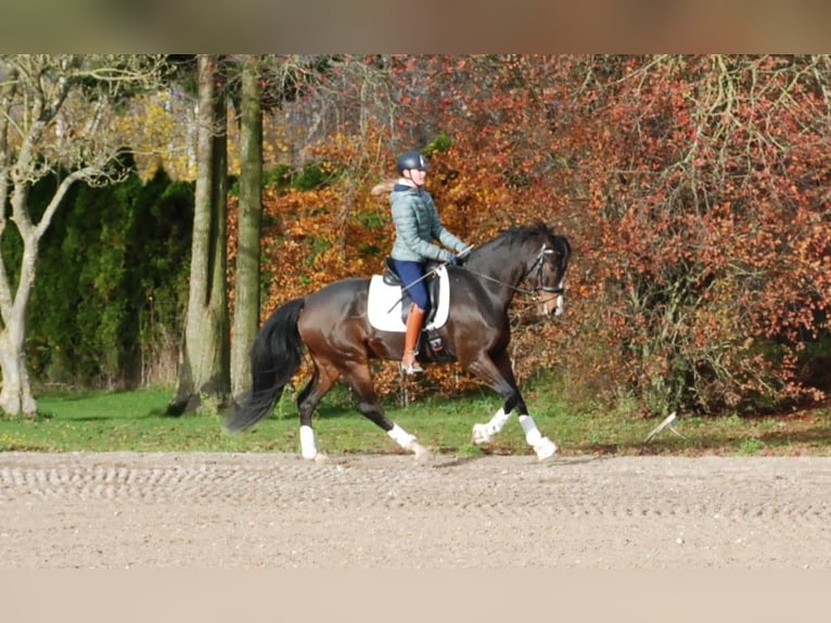 Hannover Castrone 7 Anni 172 cm Baio in Lejre