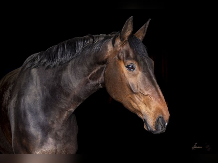 Hannover Castrone 7 Anni 172 cm Baio in Usingen