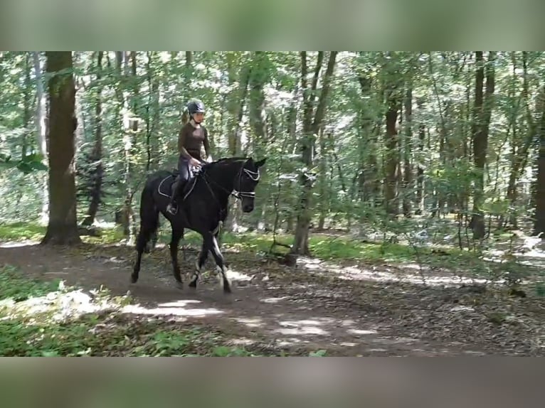 Hannover Castrone 7 Anni 172 cm Baio nero in Braunschweig