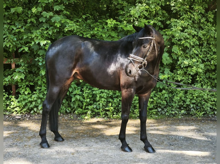 Hannover Castrone 7 Anni 172 cm Baio nero in Braunschweig