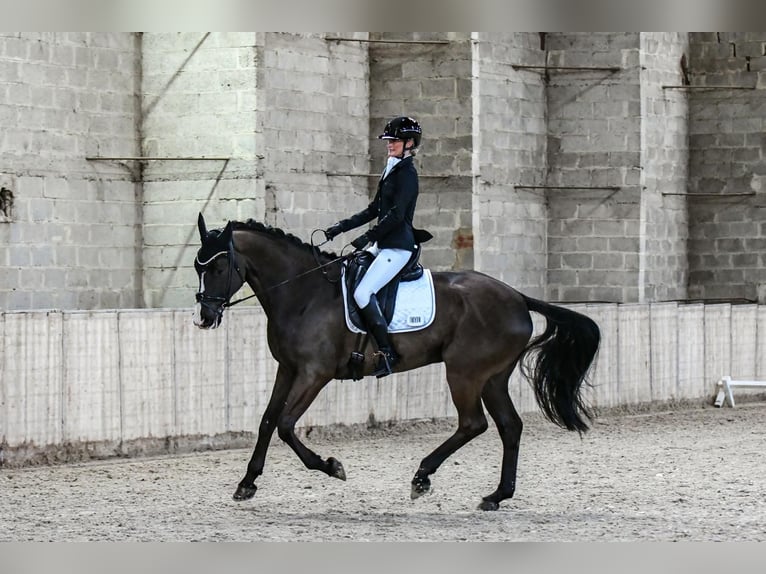 Hannover Castrone 7 Anni 172 cm Baio nero in Sint-Truiden