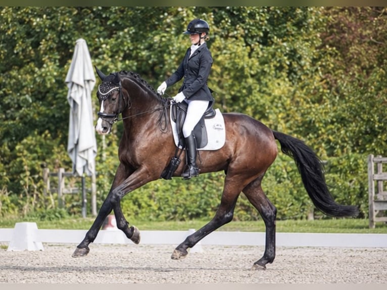 Hannover Castrone 7 Anni 172 cm Baio nero in Sint-Truiden
