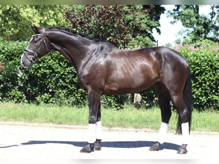 Hannover Castrone 7 Anni 172 cm Baio nero in Sint-Truiden
