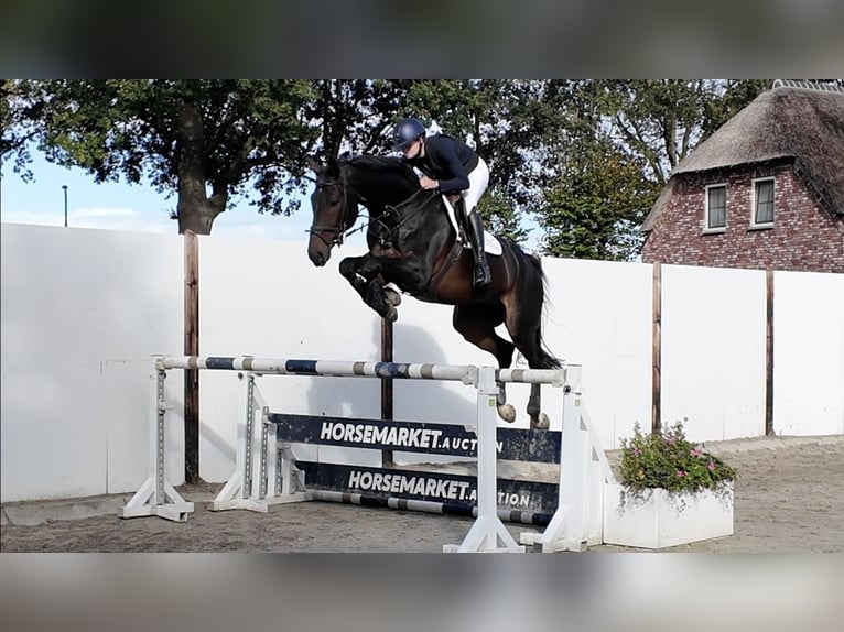 Hannover Castrone 7 Anni 172 cm Baio scuro in Waddinxveen