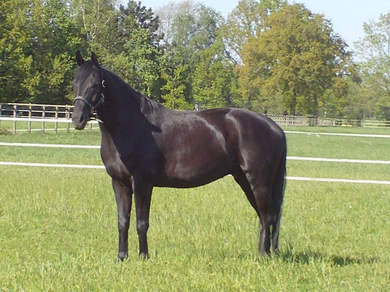 Hannover Castrone 7 Anni 172 cm Morello in Oyten