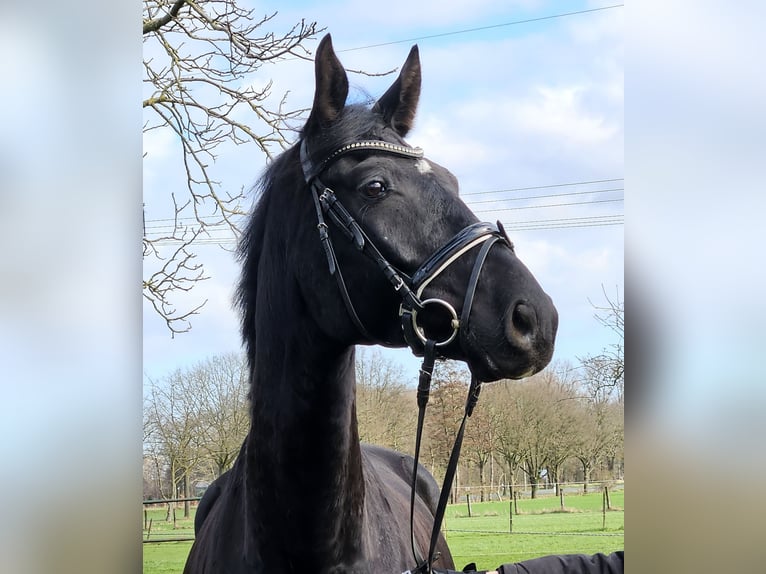 Hannover Castrone 7 Anni 172 cm Morello in Wachtendonk