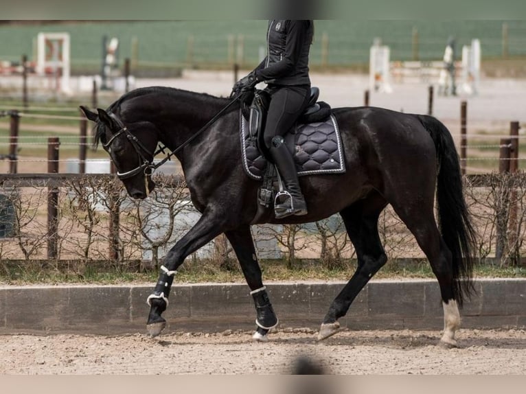 Hannover Castrone 7 Anni 172 cm Morello in Wachtendonk