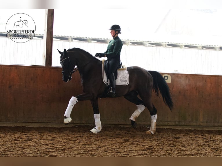 Hannover Castrone 7 Anni 172 cm Morello in Egestorf