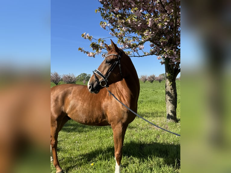 Hannover Castrone 7 Anni 172 cm Sauro in Dorsten