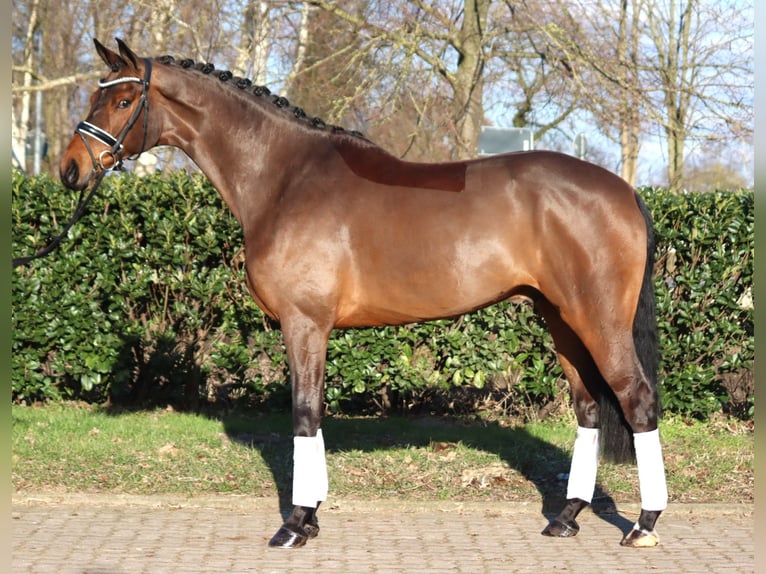 Hannover Castrone 7 Anni 173 cm Baio in Selsingen