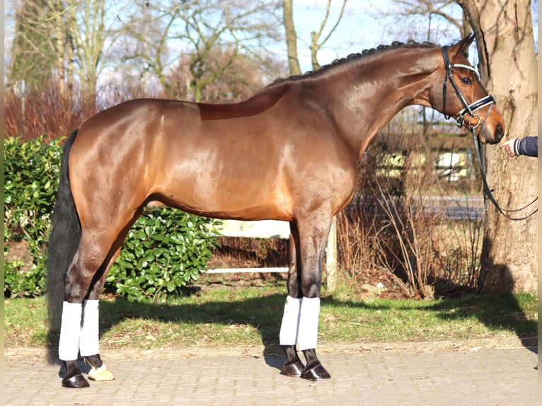 Hannover Castrone 7 Anni 173 cm Baio in Selsingen
