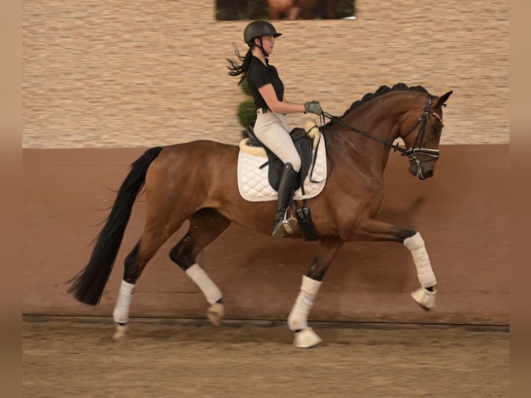 Hannover Castrone 7 Anni 173 cm Baio in Wehringen