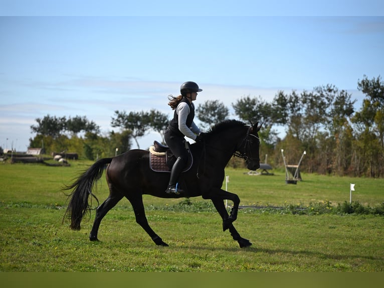 Hannover Castrone 7 Anni 173 cm Baio scuro in Landau