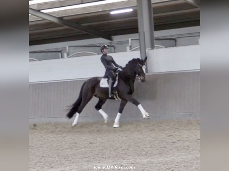 Hannover Castrone 7 Anni 173 cm Baio scuro in Nottuln