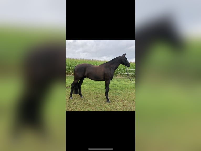 Hannover Castrone 7 Anni 173 cm Morello in Nottuln
