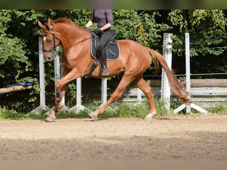 Hannover Castrone 7 Anni 173 cm Sauro in Ulm