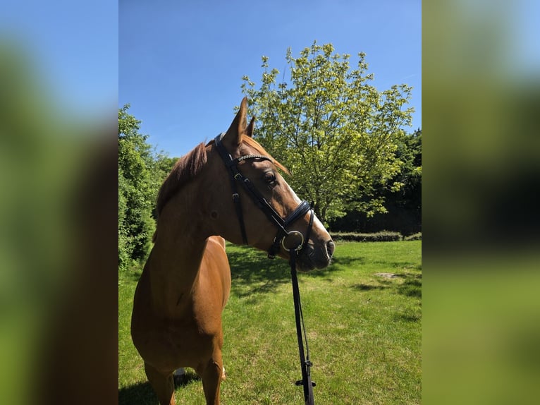Hannover Castrone 7 Anni 173 cm Sauro in Pilsach