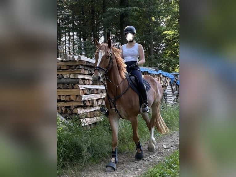 Hannover Mix Castrone 7 Anni 173 cm Sauro in Wolfsberg