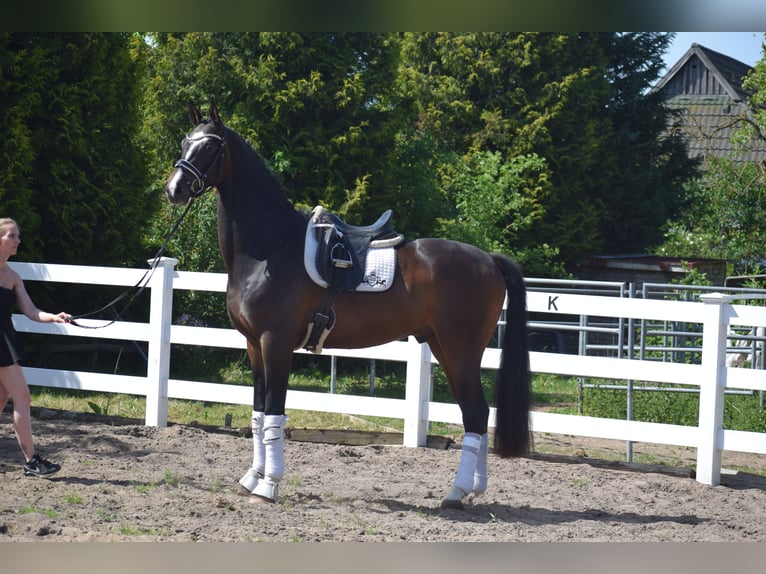 Hannover Castrone 7 Anni 174 cm Baio scuro in Dätgen