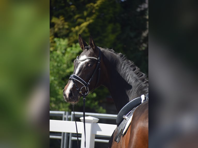 Hannover Castrone 7 Anni 174 cm Baio scuro in Dätgen
