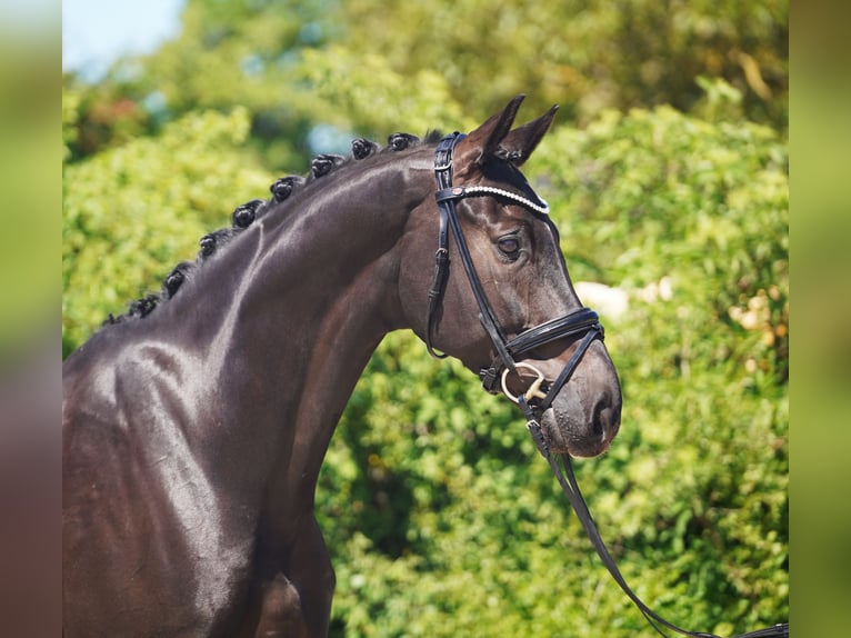 Hannover Castrone 7 Anni 174 cm Morello in Hohenfelde
