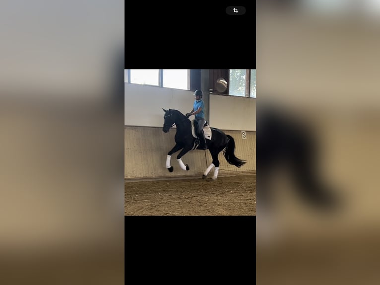 Hannover Castrone 7 Anni 174 cm Morello in LettingSaalfelden am Steinernen Meer , Salzburg