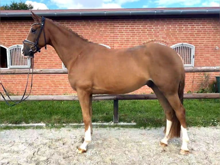 Hannover Castrone 7 Anni 174 cm Sauro in Stolzenau Anemolter-Schinna, Anemolter
