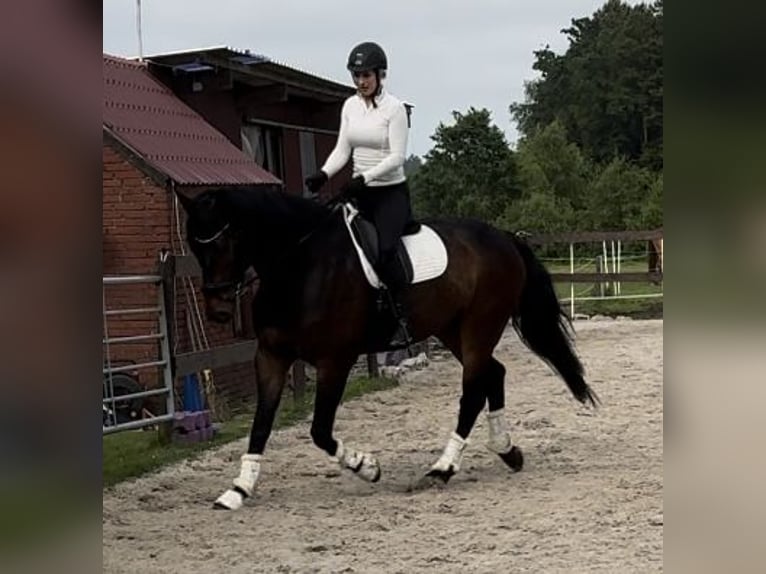 Hannover Castrone 7 Anni 175 cm Baio in Römstedt