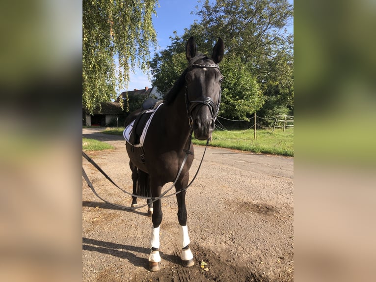 Hannover Castrone 7 Anni 175 cm Morello in Edingen-Neckarhausen