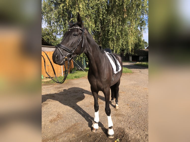 Hannover Castrone 7 Anni 175 cm Morello in Edingen-Neckarhausen