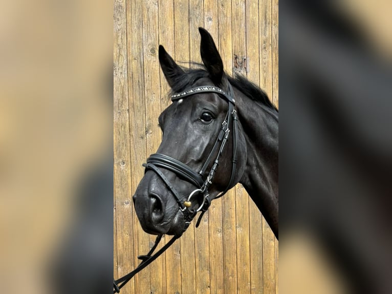 Hannover Castrone 7 Anni 175 cm Morello in Edingen-Neckarhausen