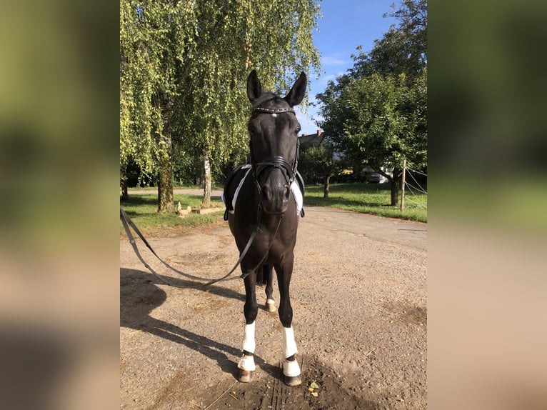 Hannover Castrone 7 Anni 175 cm Morello in Edingen-Neckarhausen