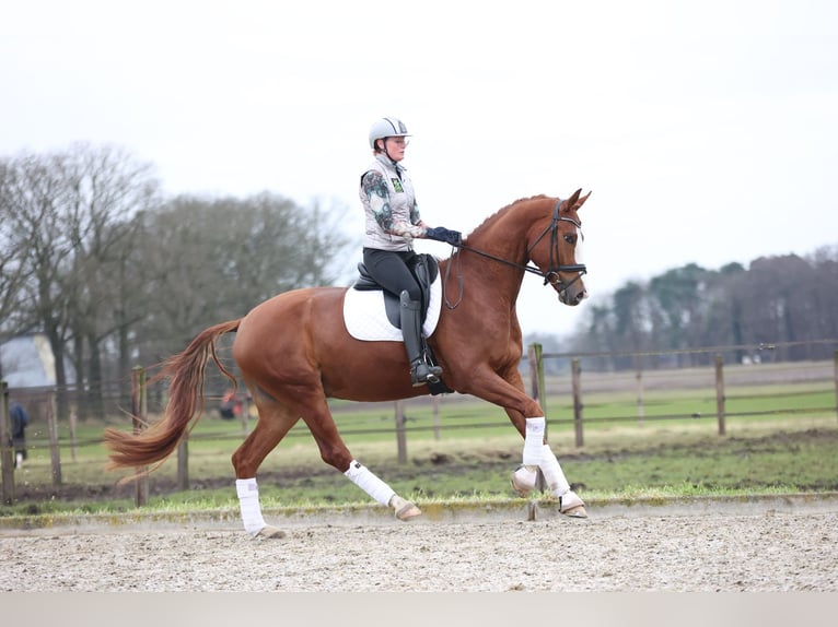 Hannover Castrone 7 Anni 175 cm Sauro in Haaksbergen